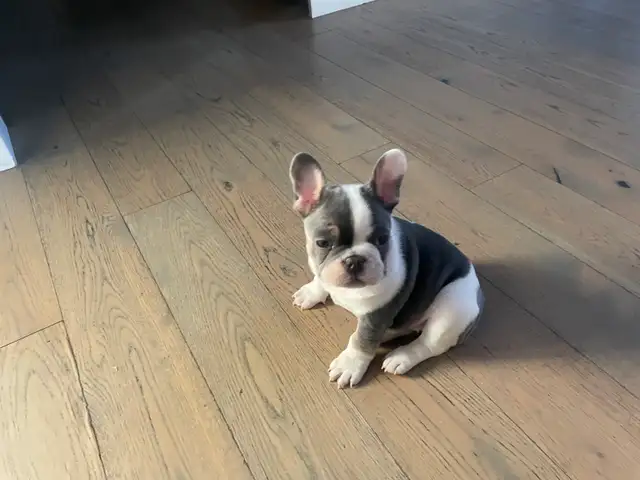 Frenchton Puppies - Photo 3