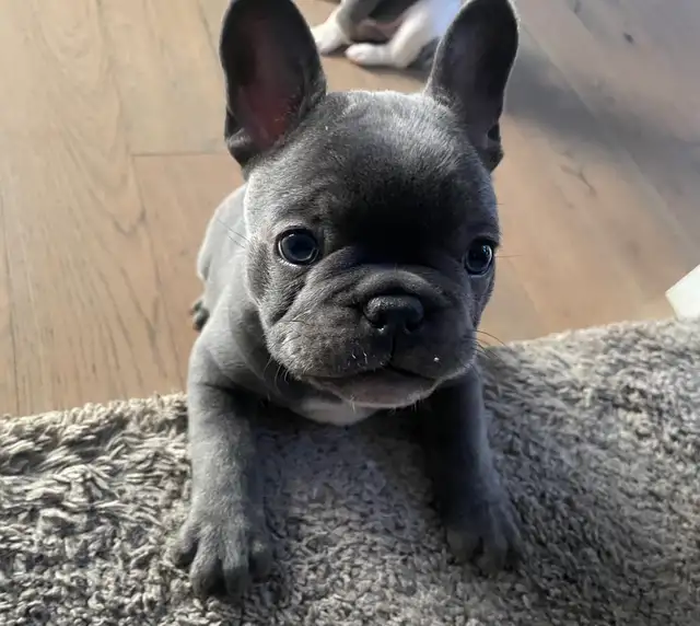 Frenchton Puppies - Photo 4