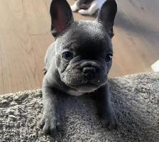 Frenchton Puppies - Photo 4
