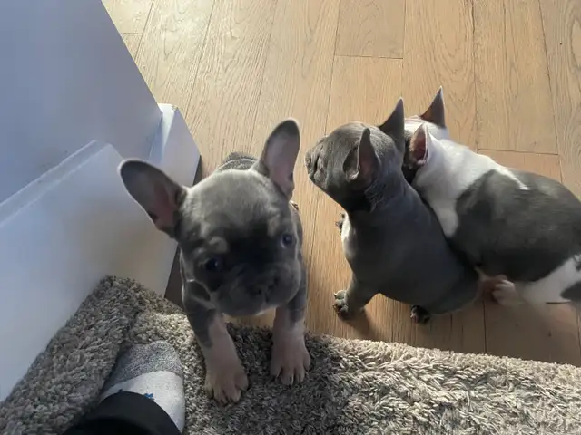 Frenchton Puppies - Photo 5