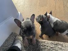 Frenchton Puppies - Photo 5