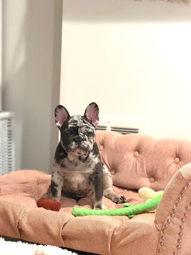 Purebred French bulldog puppy