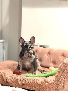 Purebred French bulldog puppy