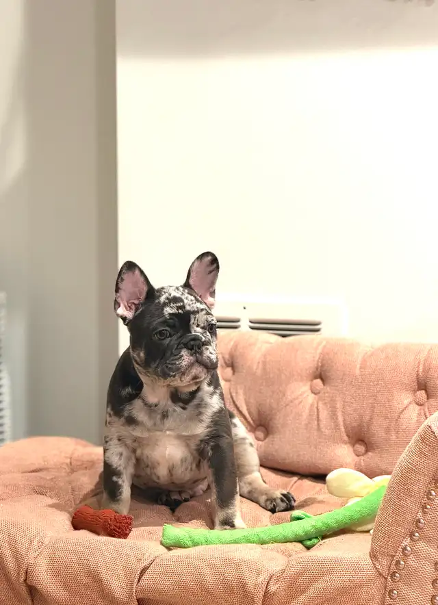 Purebred French bulldog puppy - Photo 2