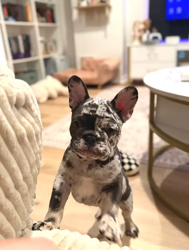 Purebred French bulldog puppy - Photo 3