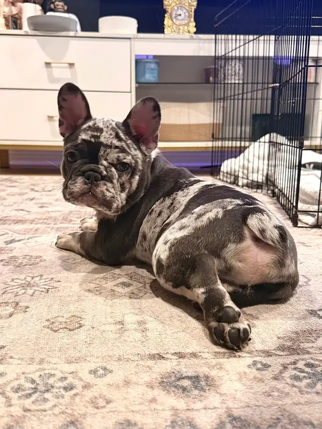 Purebred French bulldog puppy - Photo 4