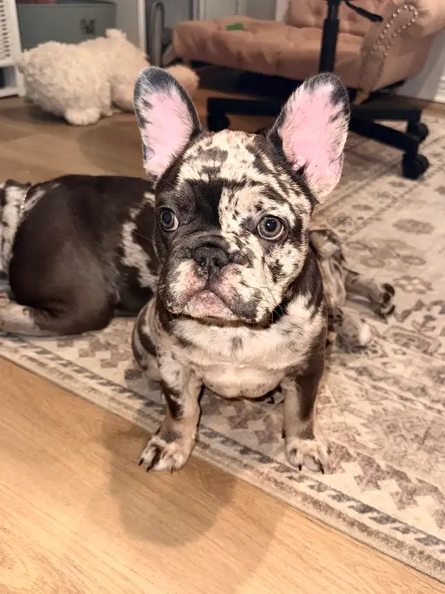 Purebred French bulldog puppy - Photo 5