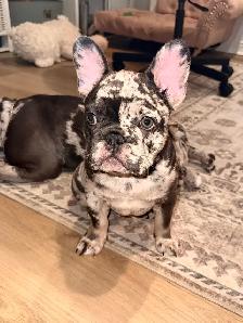Purebred French bulldog puppy - Photo 5