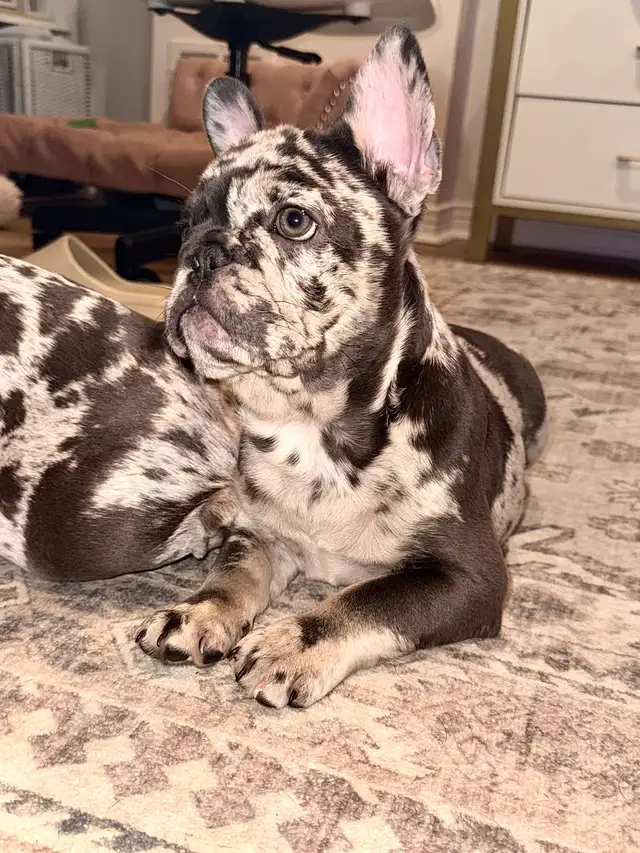 Purebred French bulldog puppy - Photo 6