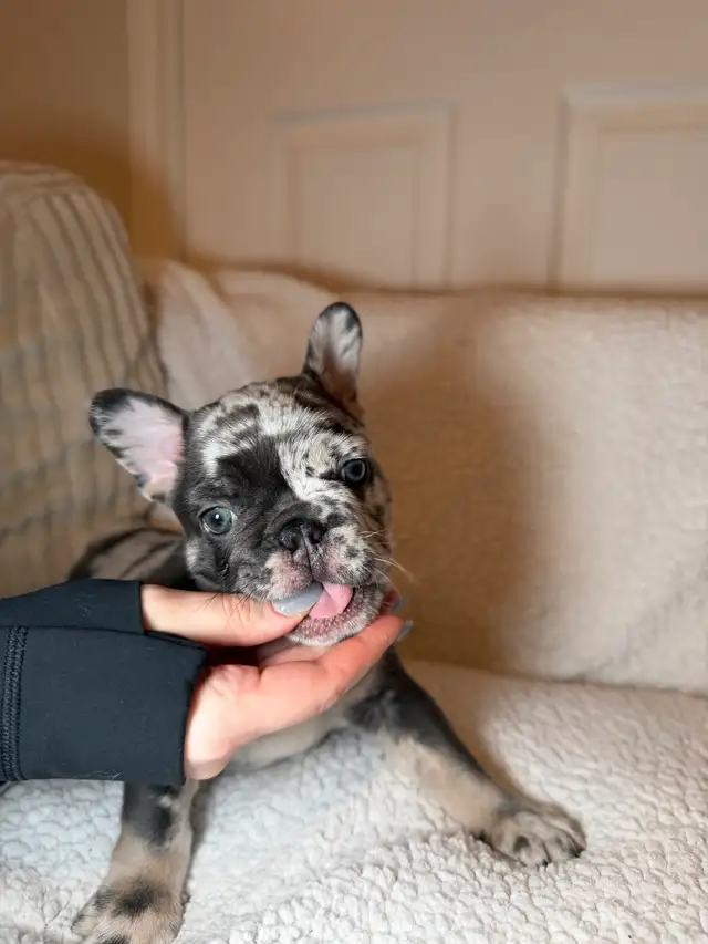 Purebred French bulldog puppy - Photo 7