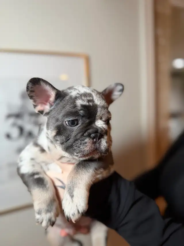 Purebred French bulldog puppy - Photo 8