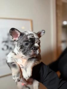 Purebred French bulldog puppy - Photo 8
