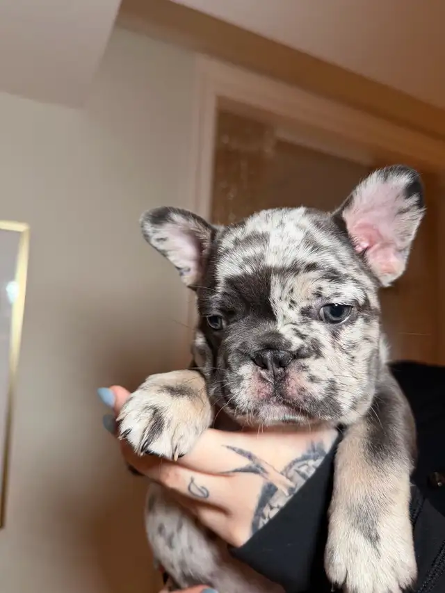 Purebred French bulldog puppy - Photo 9