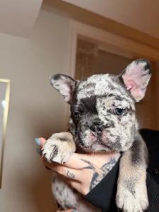 Purebred French bulldog puppy - Photo 9