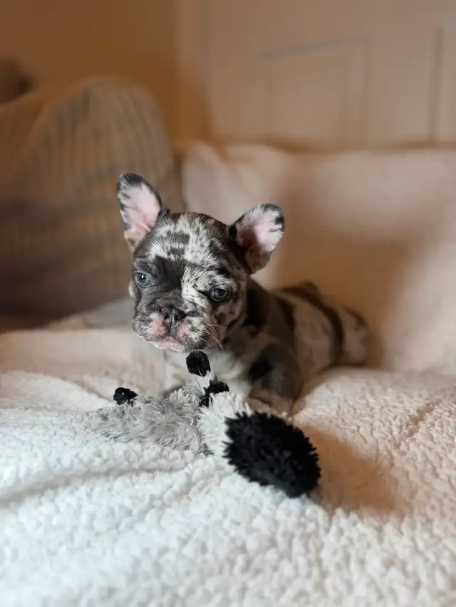 Purebred French bulldog puppy - Photo 10