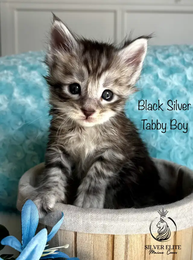 Registered European Maine Coon Kittens!