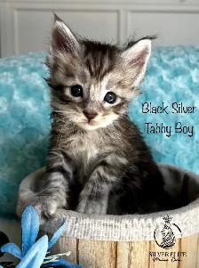 Registered European Maine Coon Kittens!