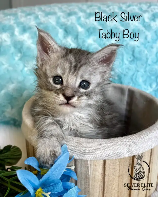Registered European Maine Coon Kittens! - Photo 2