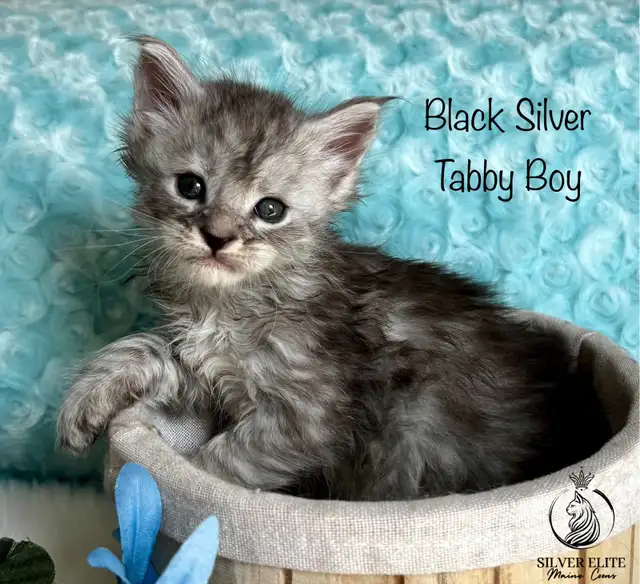 Registered European Maine Coon Kittens! - Photo 3