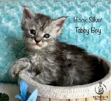 Registered European Maine Coon Kittens! - Photo 3