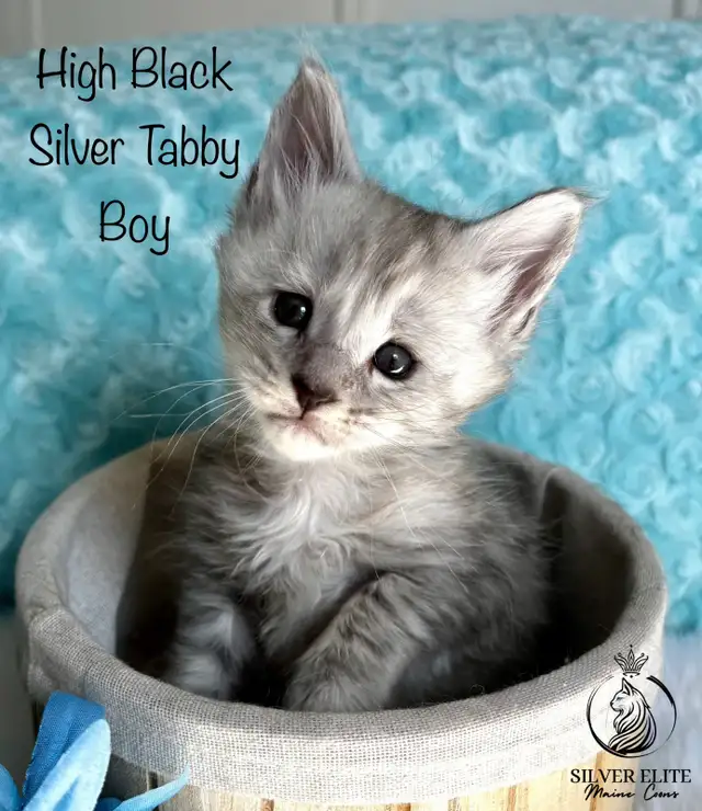 Registered European Maine Coon Kittens! - Photo 4