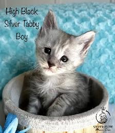 Registered European Maine Coon Kittens! - Photo 4
