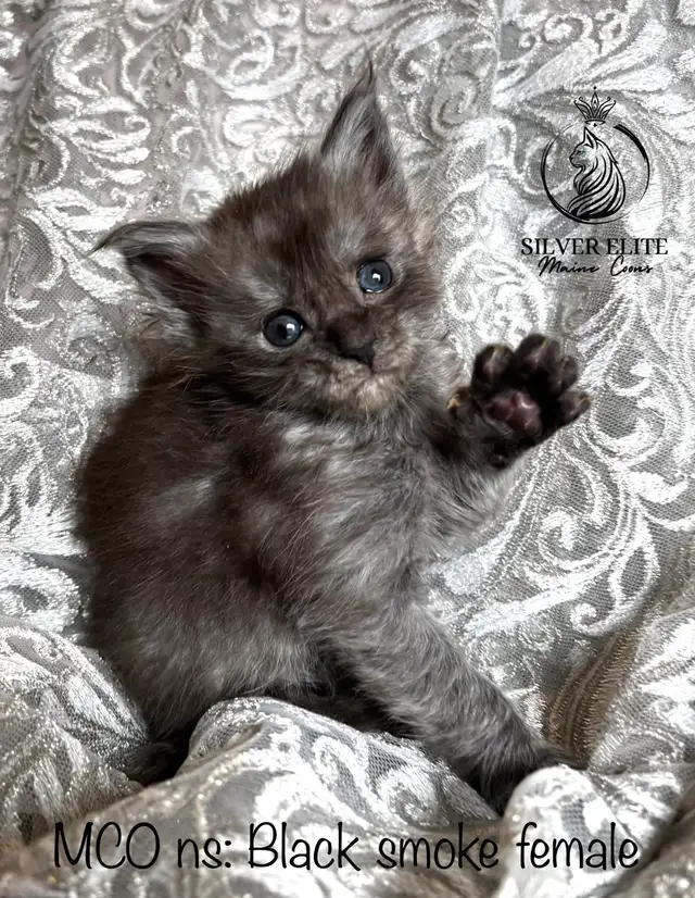 Registered European Maine Coon Kittens! - Photo 5