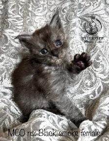 Registered European Maine Coon Kittens! - Photo 5