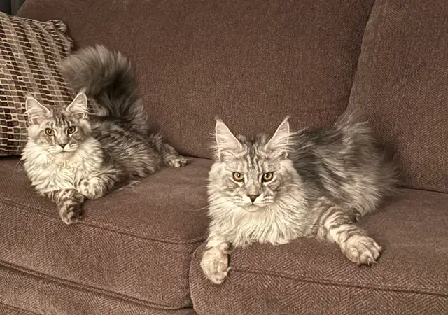 Registered European Maine Coon Kittens! - Photo 6