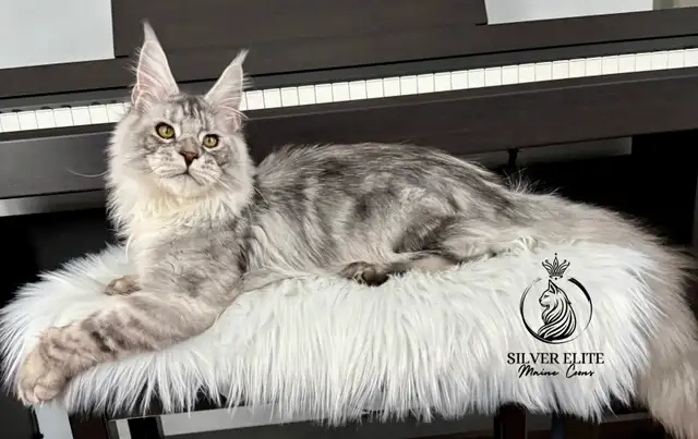 Registered European Maine Coon Kittens! - Photo 7