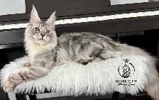 Registered European Maine Coon Kittens! - Photo 7
