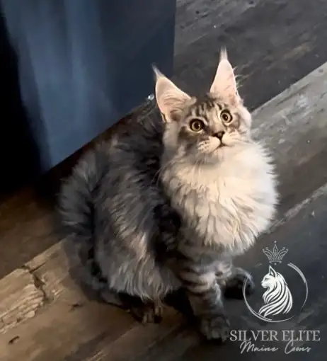 Registered European Maine Coon Kittens! - Photo 8