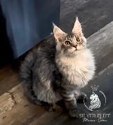 Registered European Maine Coon Kittens! - Photo 8