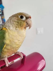 Bird Sitting