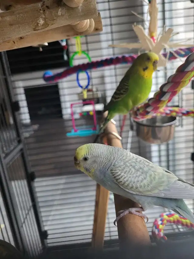 Bird Sitting - Photo 2