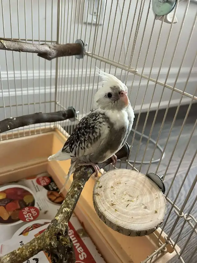 Bird Sitting - Photo 3
