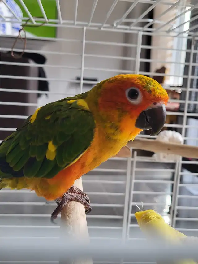 Bird Sitting - Photo 4