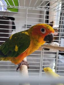 Bird Sitting - Photo 4