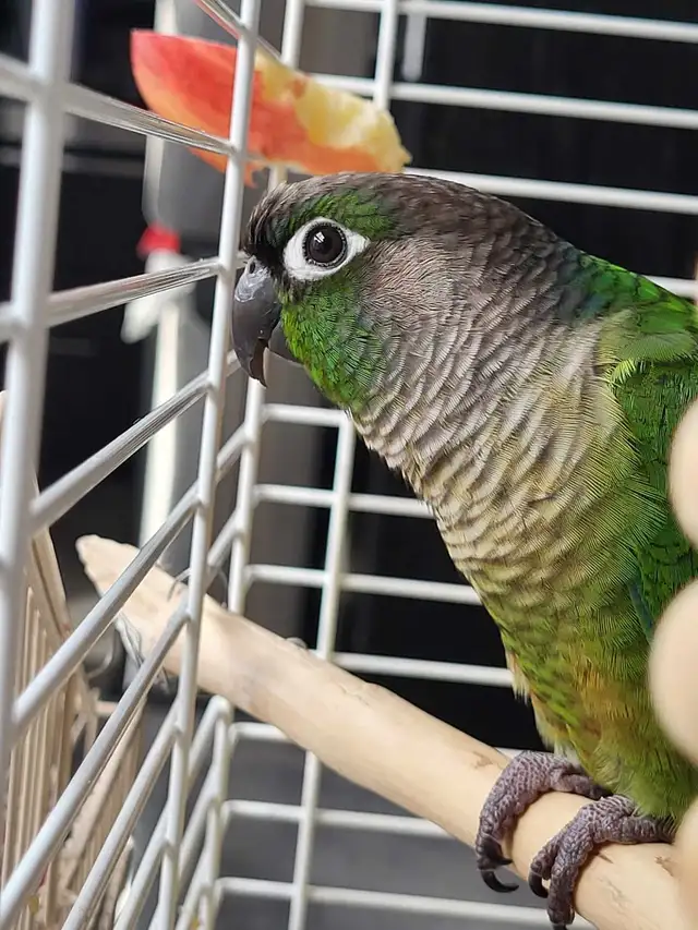 Bird Sitting - Photo 5
