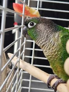Bird Sitting - Photo 5