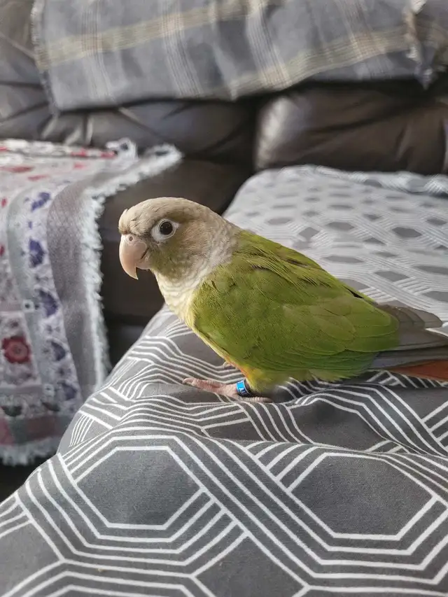 Bird Sitting - Photo 6