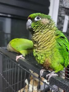 Bird Sitting - Photo 7