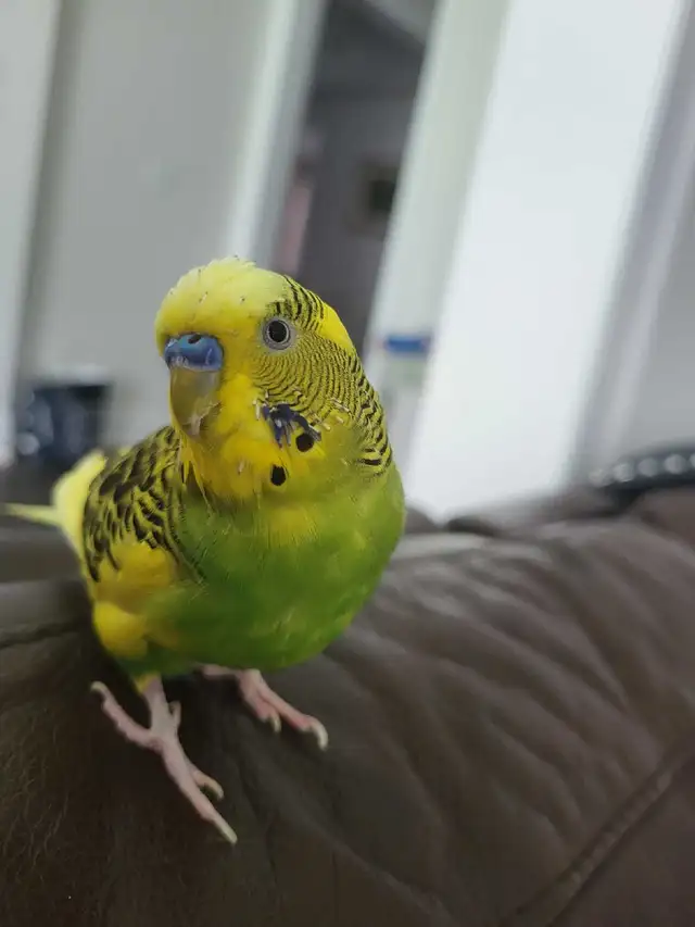 Bird Sitting - Photo 8