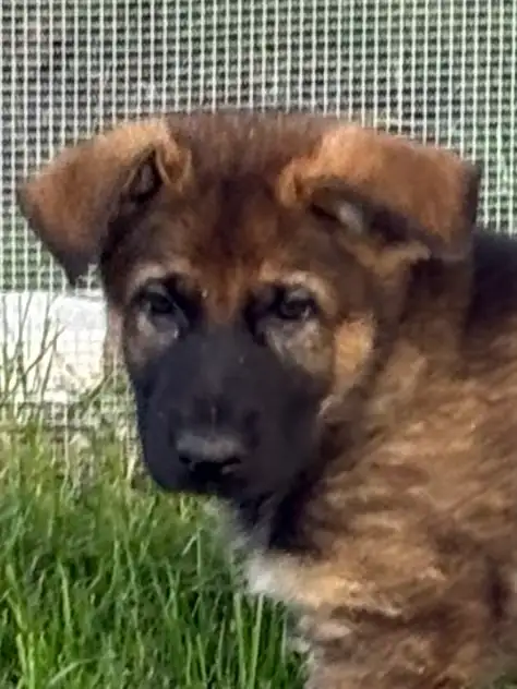 ❤️ Magnifique Chiot Berger Allemand ❤️