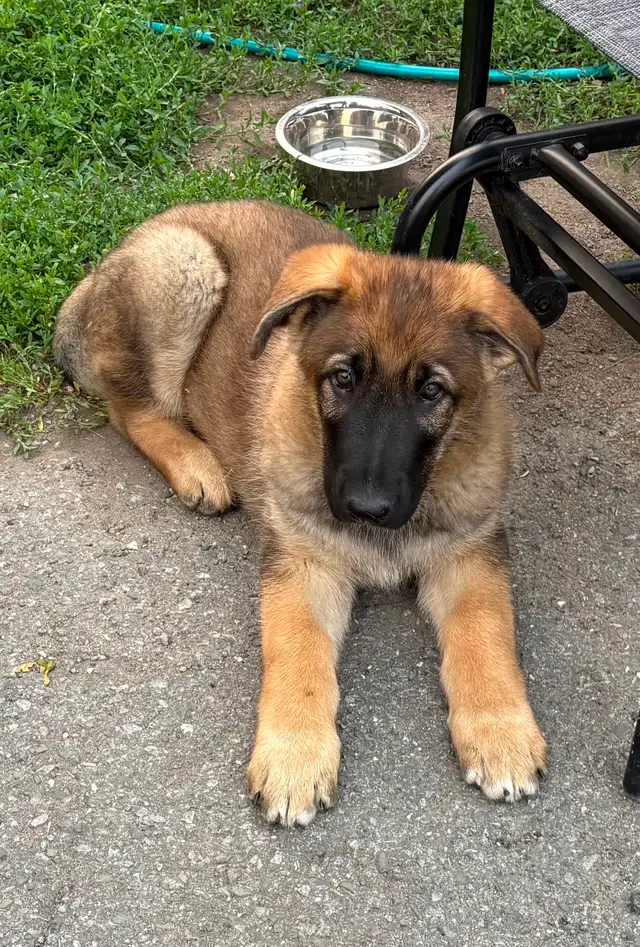 ❤️ Magnifique Chiot Berger Allemand ❤️ - Photo 3