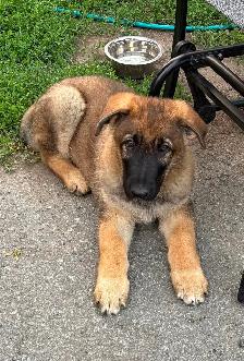 ❤️ Magnifique Chiot Berger Allemand ❤️ - Photo 3