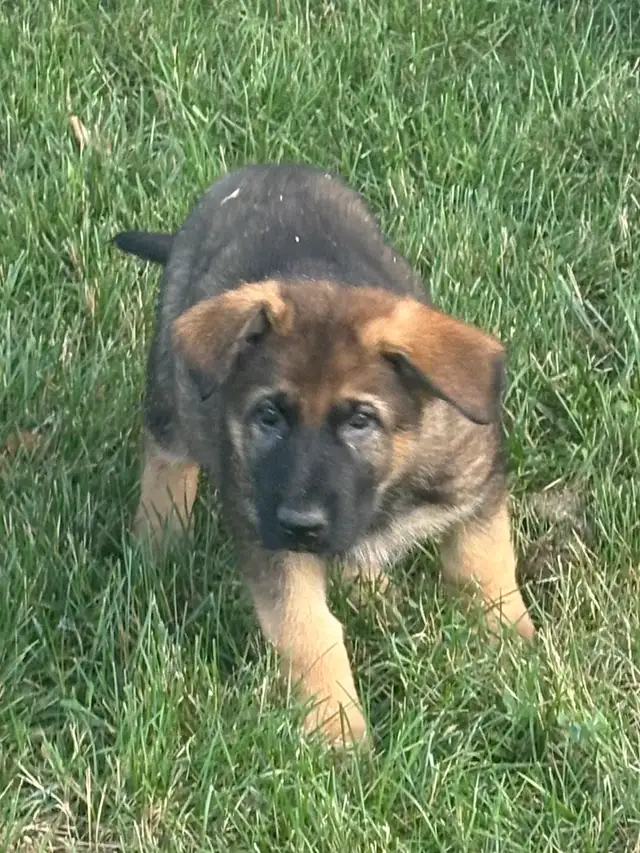 ❤️ Magnifique Chiot Berger Allemand ❤️ - Photo 4