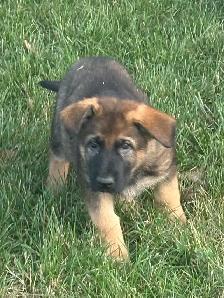 ❤️ Magnifique Chiot Berger Allemand ❤️ - Photo 4