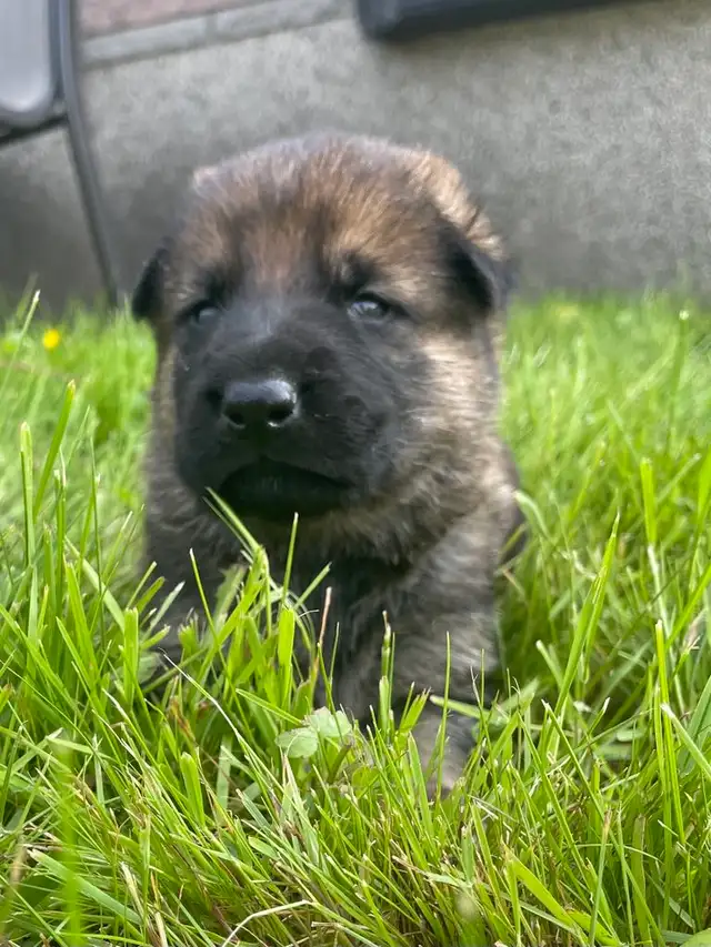 ❤️ Magnifique Chiot Berger Allemand ❤️ - Photo 5