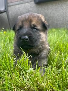 ❤️ Magnifique Chiot Berger Allemand ❤️ - Photo 5